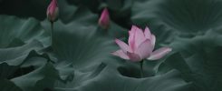 Closeup shot of a blooming Lotus flower