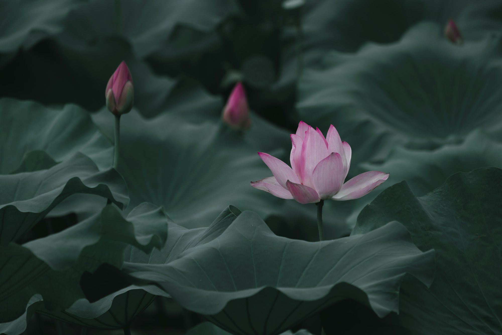Closeup shot of a blooming Lotus flower