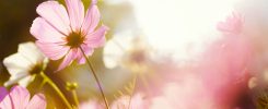 Daisy flower against the sunlight