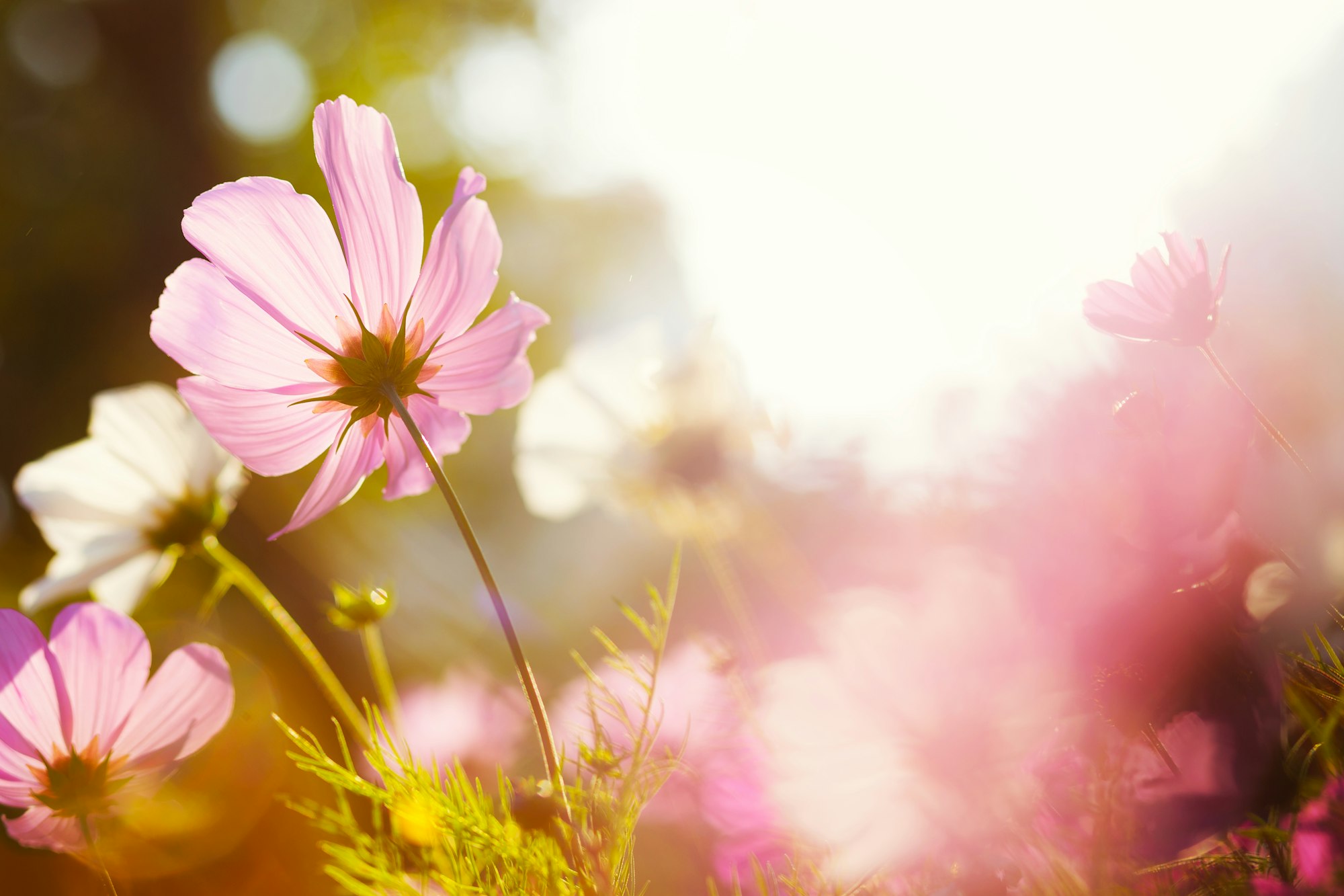 Daisy flower against the sunlight