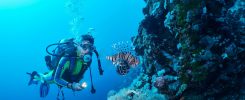 Lion fish and scuba diver in Red Sea, Marsa Alam, Egypt