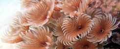 Scuba diving, underwater photography. Colorful underwater coral reef scene